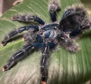 Avicularia metallica "cayenne",  Spiderling